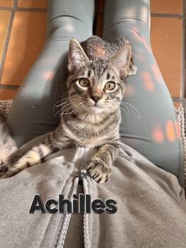 Rescue Domestic Short Hair Cats for Adoption in Albuquerque, New Mexico - Achilles | PetCurious