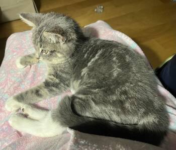 Tabby and Domestic Short Hair Cats Available for Adoption - Jinny | PetCurious