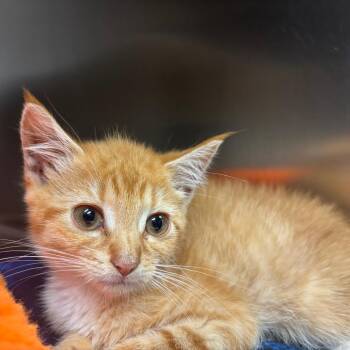 Bizkit -  Domestic Short Hair Cat for Adoption in Newark, New Jersey - Bizkit | PetCurious