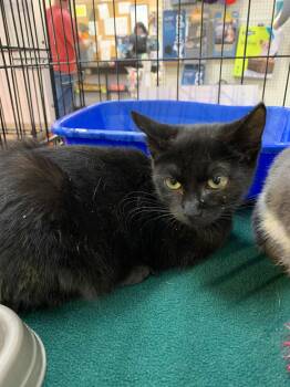 Rescue Domestic Short Hair Cats for Adoption in Hawley, Pennsylvania - Bastet | PetCurious