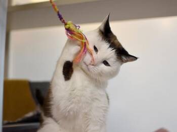 Mavis -  Snowshoe Cat for Adoption in Portland, Oregon - Mavis | PetCurious