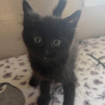 Bermuda -  Domestic Medium Hair Cat for Adoption in Medford, Oregon - Bermuda | PetCurious