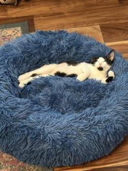 91920a Cow-PetSmart North Charleston -  Domestic Short Hair Cat for Adoption in North Charleston, South Carolina - 91920a Cow-PetSmart North Charleston | PetCurious