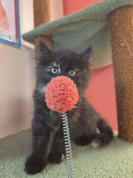 Maelstrom -  Domestic Long Hair and Domestic Short Hair Cat for Adoption in Scottsbluff, Nebraska - Maelstrom | PetCurious