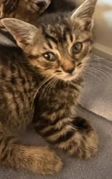 Mufasa -  Domestic Short Hair Cat for Adoption in Pomona, New York - Mufasa | PetCurious