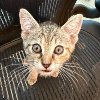 Xena Bryant -  Domestic Short Hair Cat for Adoption in Merrifield, Virginia - Xena Bryant | PetCurious