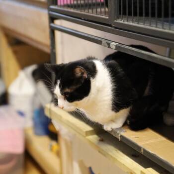 Flannery -  Domestic Short Hair Cat for Adoption in Tulsa, Oklahoma - Flannery | PetCurious