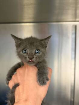 BANANA -  Domestic Short Hair Cat for Adoption in Houston, Texas - BANANA | PetCurious