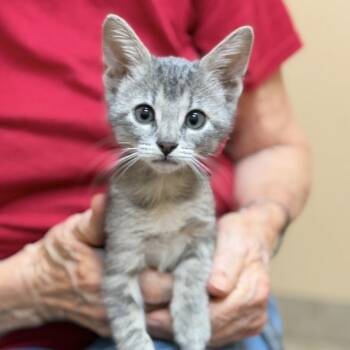 Dot -  Domestic Short Hair Cat for Adoption in Midland, Texas - Dot | PetCurious
