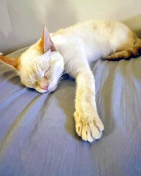 Firebug -  Siamese and Tabby Cat for Adoption in Alameda, California - Firebug | PetCurious