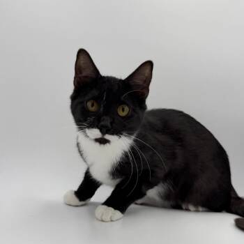 Domestic Short Hair Cats Available for Adoption in State College, Pennsylvania - Dorian | PetCurious