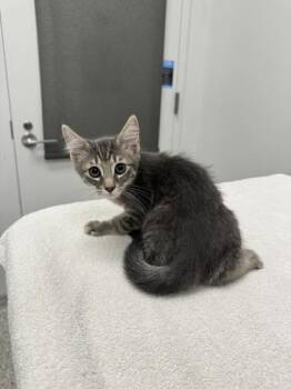 Ugh, As If -  Domestic Short Hair Cat for Adoption in Kansas City, Missouri - Ugh, As If | PetCurious