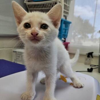 Selene -  Domestic Short Hair Cat for Adoption in Corpus Christi, Texas - Selene | PetCurious