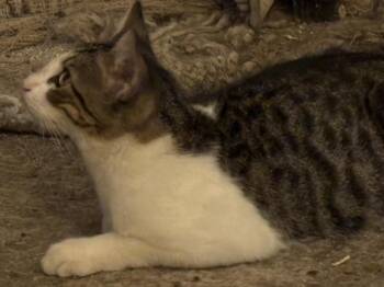 Rescue Domestic Short Hair Cats for Adoption in North Richland Hills, Texas - Axel | PetCurious