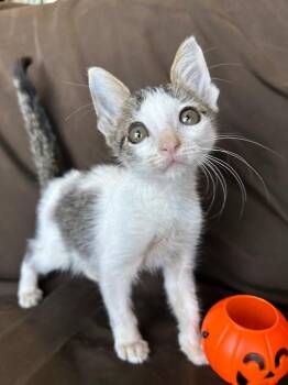 Shadow -  Domestic Short Hair Cat for Adoption in Corpus Christi, Texas - Shadow | PetCurious