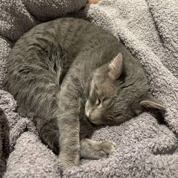 Nimueh -  Domestic Short Hair Cat for Adoption in Woodinville, Washington - Nimueh | PetCurious