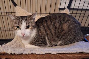 Tricia -  American Shorthair Cat for Adoption in Greensboro, North Carolina - Tricia | PetCurious