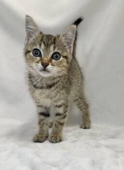 Allison -  Domestic Short Hair and Tabby Cat for Adoption in Greensboro, North Carolina - Allison | PetCurious