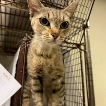 Domestic Short Hair Cats Available for Adoption in Doral, Florida - JANET | PetCurious