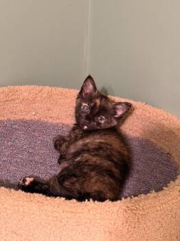 *Megan -  Domestic Short Hair Cat for Adoption in Newnan, Georgia - *Megan | PetCurious