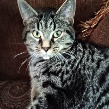 Rescue Tabby Cats for Adoption - Madilyn CK 0525 | PetCurious