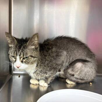 Goard -  Domestic Short Hair Cat for Adoption in Newark, New Jersey - Goard | PetCurious