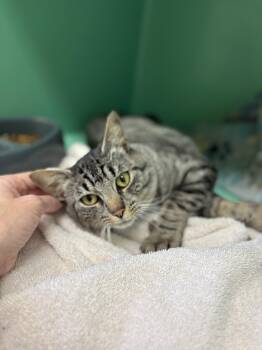 Rescue Domestic Short Hair and Tabby Cats for Adoption in Crescent City, California - Georgie | PetCurious