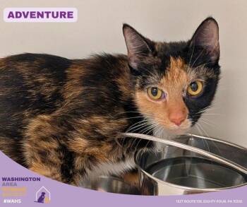 Domestic Short Hair Cats Available for Adoption in Eighty Four, Pennsylvania - Adventure | PetCurious