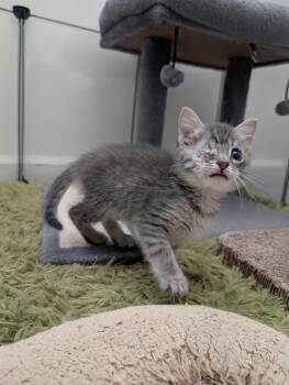Mixing Bowl -  Domestic Short Hair Cat for Adoption in Hillsborough, North Carolina - Mixing Bowl | PetCurious