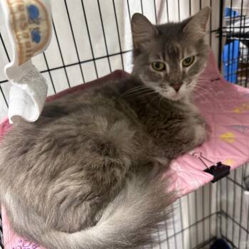 Becky -  Domestic Short Hair Cat for Adoption in Normal, Illinois - Becky | PetCurious