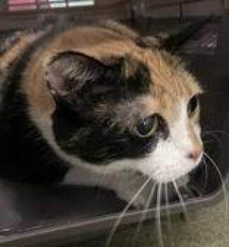 Callie -  Domestic Short Hair Cat for Adoption in Denton, Texas - Callie | PetCurious
