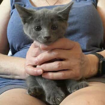 Spark Plug -  Domestic Short Hair Cat for Adoption in Midland, Texas - Spark Plug | PetCurious