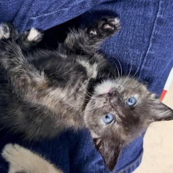 Domestic Short Hair Cats Available for Adoption in Austin, Texas - Mini Donut 3 | PetCurious