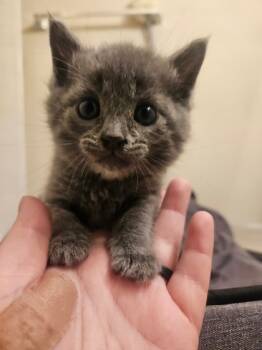 Rescue Domestic Short Hair Cats for Adoption in Columbia, South Carolina - Charm | PetCurious