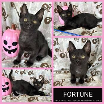 Fortune -  Domestic Short Hair Cat for Adoption in Corpus Christi, Texas - Fortune | PetCurious