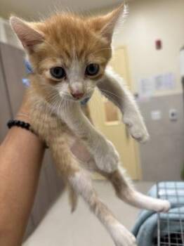 Houdini -  Domestic Short Hair Cat for Adoption in Honolulu, Hawaii - Houdini | PetCurious