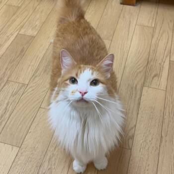 Ted -  Domestic Long Hair Cat for Adoption in Woodstock, Illinois - Ted | PetCurious