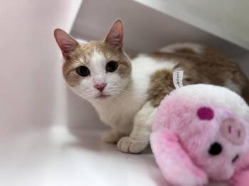 Domestic Short Hair Cats Available for Adoption in Saint Paul, Minnesota - Cedric | PetCurious