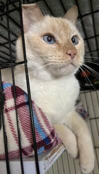 Rescue Domestic Short Hair Cats for Adoption in Moline, Illinois - Amour | PetCurious