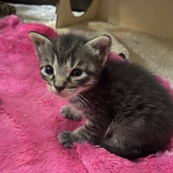 Rescue Domestic Short Hair Cats for Adoption in Springboro, Ohio - Silas | PetCurious