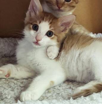 Ginger -  Domestic Short Hair Cat for Adoption in Albuquerque, New Mexico - Ginger | PetCurious