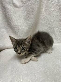 Whitley -  Domestic Short Hair Cat for Adoption in Covington, Louisiana - Whitley | PetCurious