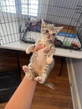 Sailor -  Domestic Short Hair Cat for Adoption in Emerald Isle, North Carolina - Sailor | PetCurious