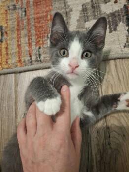 Drogon Ha. -  Domestic Short Hair Cat for Adoption in West Peoria, Illinois - Drogon Ha. | PetCurious