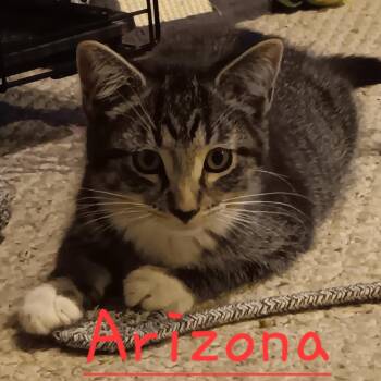 Arizona -  Domestic Short Hair Cat for Adoption in Menasha, Wisconsin - Arizona | PetCurious