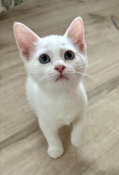 Hollar -  Domestic Short Hair Cat for Adoption in Geneseo, Illinois - Hollar | PetCurious