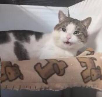 Tamlin -  Domestic Short Hair Cat Available for Adoption in Montreal, Quebec - Tamlin | PetCurious