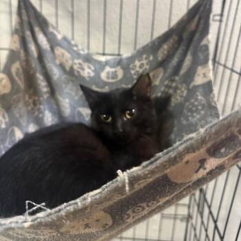 Hakarl Carter -  Domestic Short Hair Cat for Adoption in Eagle Mountain, Utah - Hakarl Carter | PetCurious
