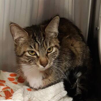 Sweet Girl -  Domestic Short Hair Cat for Adoption in Spokane, Washington - Sweet Girl | PetCurious