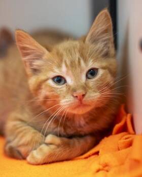 Journey -  Domestic Short Hair Cat for Adoption in Pequot Lakes, Minnesota - Journey | PetCurious